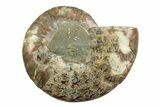 Cut & Polished Ammonite Fossil (Half) - Madagascar #354141-1